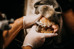 Schneidezahnbehandlung