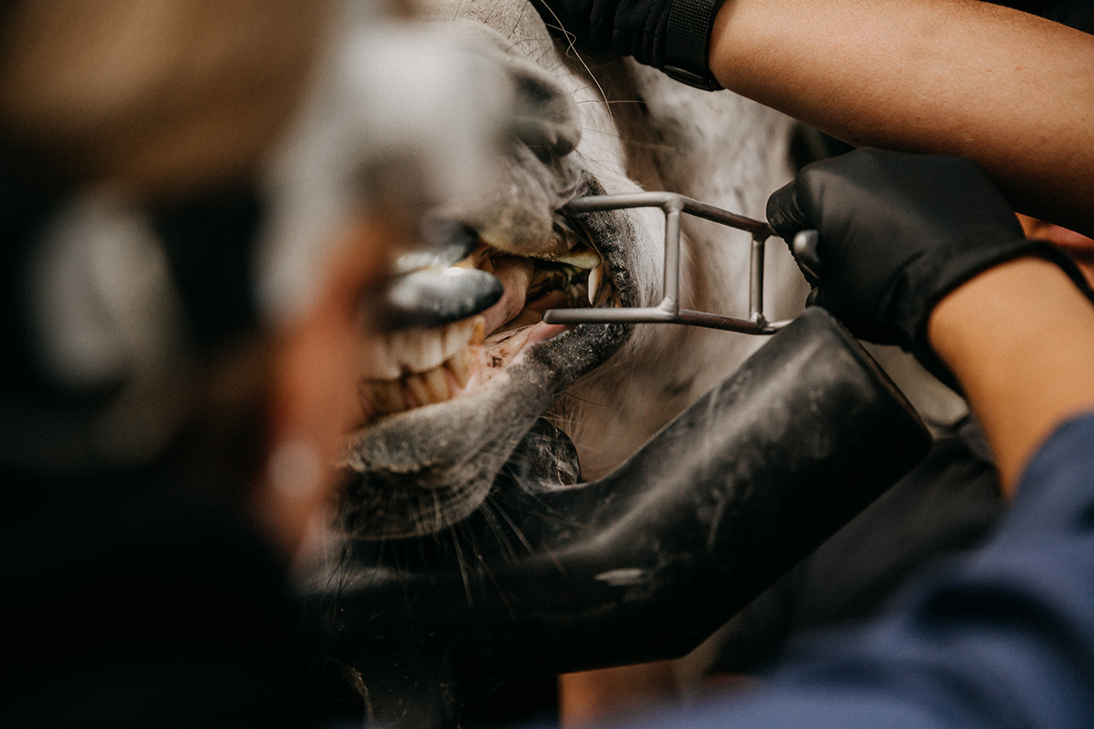 Ausbalancieren des Pferdemauls