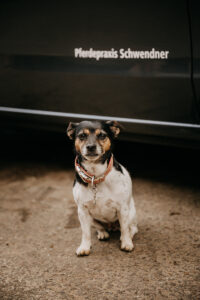 Praxishund Jule
