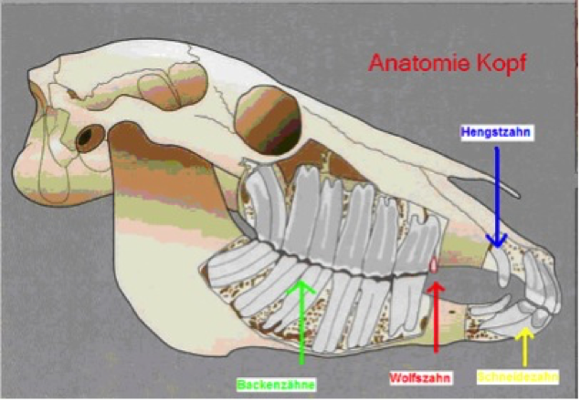 anatomie kopf